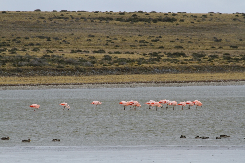 Flamingos gibt es auch hier unten